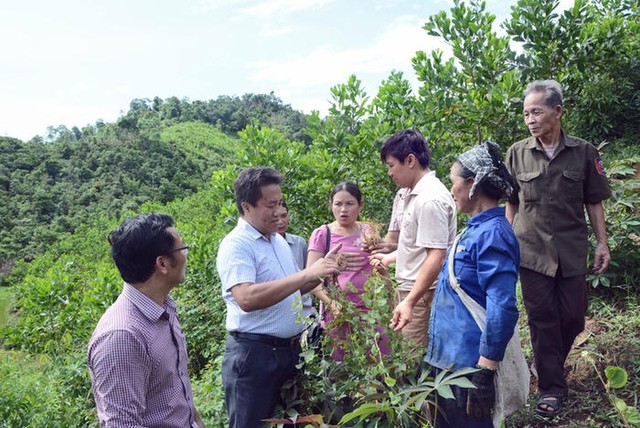 Nghệ An phát triển bền vững cây dược liệu - Ảnh 3.