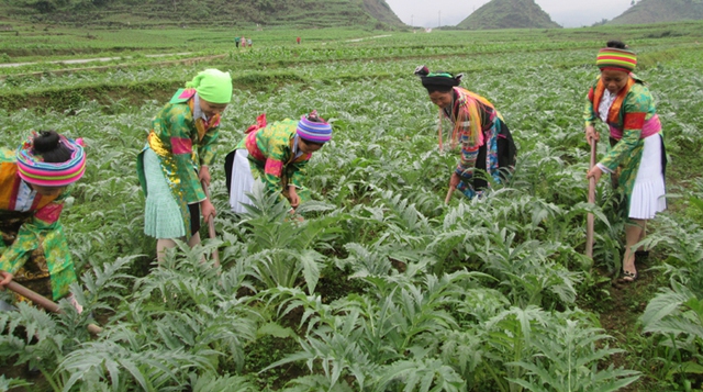 Hà Giang phát triển cây dược liệu trên vùng cao nguyên đá - Ảnh 1.