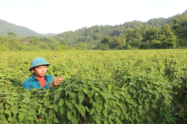 Phát triển cây dược liệu gắn với chế biến và tiêu thụ sản phẩm cho người dân - Ảnh 1.