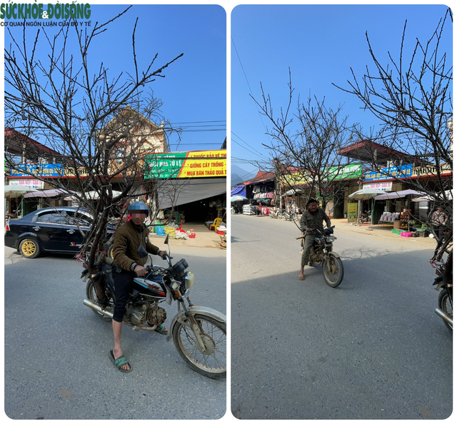 Dân miền núi rủ nhau đi đốn đào rừng, kiếm bội tiền dịp Tết - Ảnh 1.