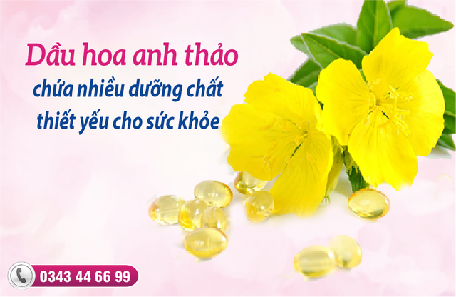 Dầu hoa anh thảo – Món quà cho sức khỏe và sắc đẹp phụ nữ - Ảnh 1.