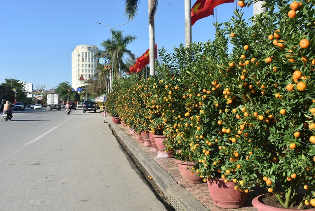 Đường phố Quảng Bình rực màu cây cảnh, hoa Tết - Ảnh 1.