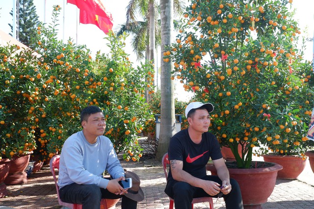 Đường phố Quảng Bình rực màu cây cảnh, hoa Tết - Ảnh 5.
