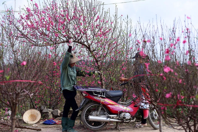 Chăm sóc hoa đào nở đúng Tết, lâu rụng cánh - Ảnh 2.