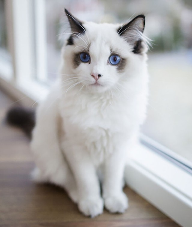 29 trong số những chú mèo đẹp nhất thế giới - Ảnh 21.
