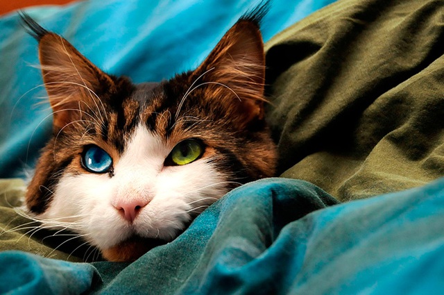 29 vô số những chú mèo đẹp tuyệt vời nhất toàn cầu - Hình ảnh 25.