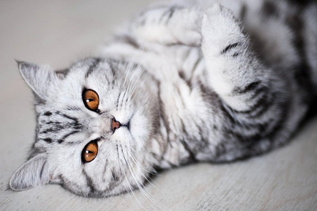 29 vô số những chú mèo đẹp tuyệt vời nhất toàn cầu - Hình ảnh 27.
