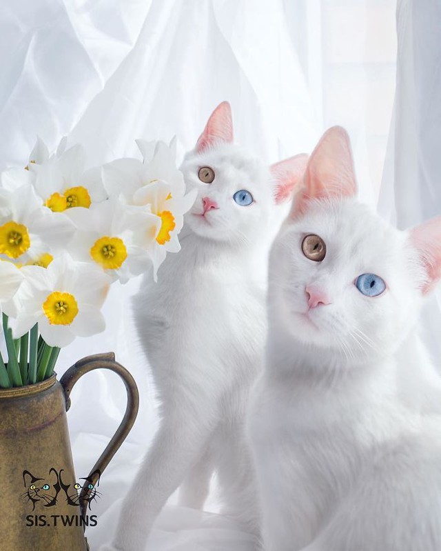 29 vô số những chú mèo đẹp tuyệt vời nhất toàn cầu - Hình ảnh 7.