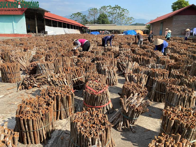 Công nhân quế Văn Yên miệt mài tăng ca những ngày cận Tết - Ảnh 2.