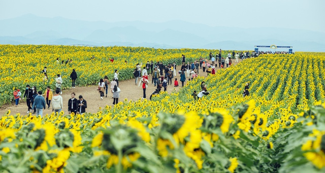 Hàng vạn du khách đến &quot;check in&quot; cánh đồng hoa hướng dương lớn nhất xứ Nghệ - Ảnh 1.