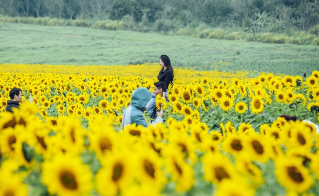 Hàng vạn du khách đến &quot;check in&quot; cánh đồng hoa hướng dương lớn nhất xứ Nghệ - Ảnh 2.