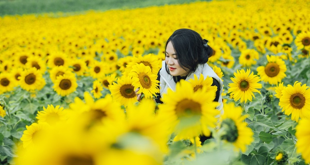 Hàng vạn du khách đến &quot;check in&quot; cánh đồng hoa hướng dương lớn nhất xứ Nghệ - Ảnh 3.