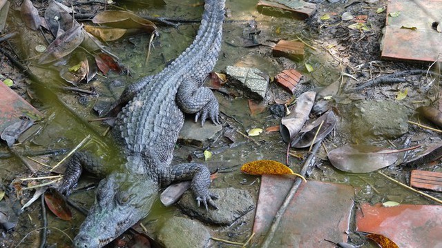6 con cá sấu nuôi tại công viên ở Kiên Giang bị xổng chuồng - Ảnh 1.