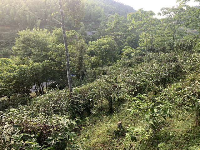 Đẩy mạnh phát triển cây dược liệu theo hướng bền vững ở Lào Cai - Ảnh 1.