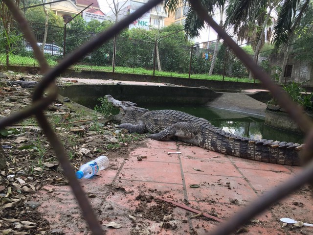 Cá sấu ở công viên lớn nhất TP Vinh được chuyển đi nơi khác - Ảnh 1.