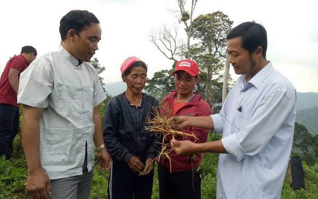 Người dân tộc Cơ Tu làm giàu nhờ ba kích, đẳng sâm - Ảnh 1. Người dân tộc Cơ Tu làm giàu nhờ ba kích, đẳng sâm - Ảnh 1.