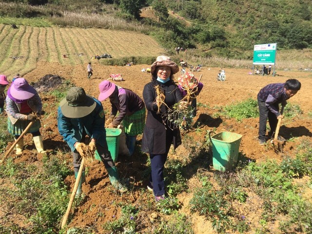 Người H’Mông ở Lào Cai trồng dược liệu xóa nghèo - Ảnh 1.