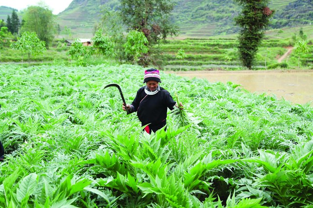 Chuyện trồng dược liệu của đồng bào người Dao trên nẻo cao Hà Giang - Ảnh 2.