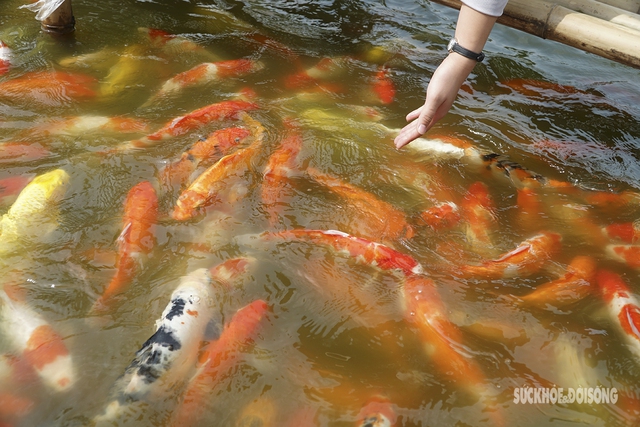 Cận cảnh khu nuôi cá Koi ở hồ Đầm Đông vừa bị 'tuýt còi' - Ảnh 6.