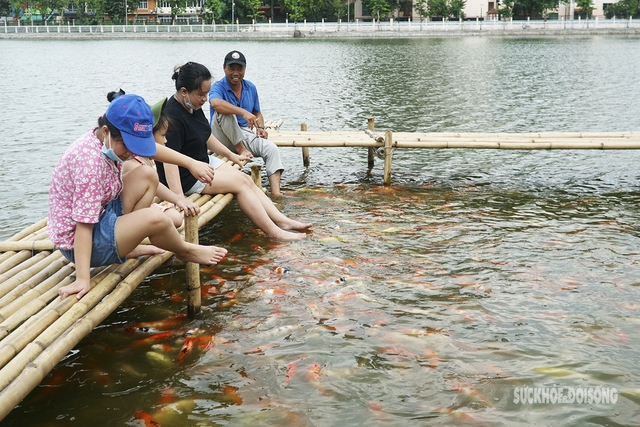 Cận cảnh khu nuôi cá Koi ở hồ Đầm Đông vừa bị 'tuýt còi' - Ảnh 5.