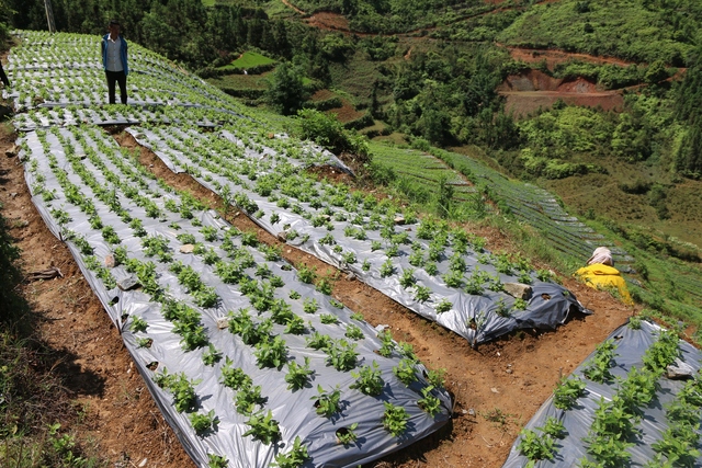 Đẩy mạnh phát triển cây dược liệu theo hướng bền vững ở Lào Cai - Ảnh 2.