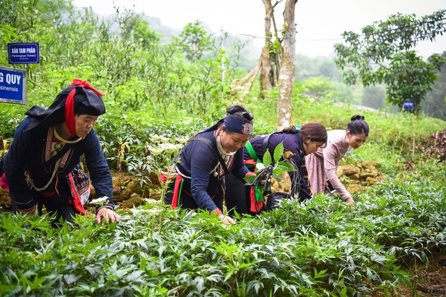 Quy hoạch vùng trồng để bảo tồn dược liệu đặc hữu của Việt Nam - Ảnh 2.