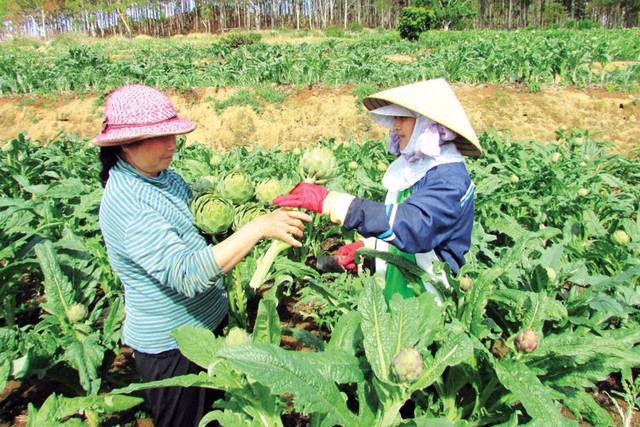 Lâm Đồng: Khai thác tối đa tiềm năng, lợi thế để phát triển dược liệu toàn diện - Ảnh 1.