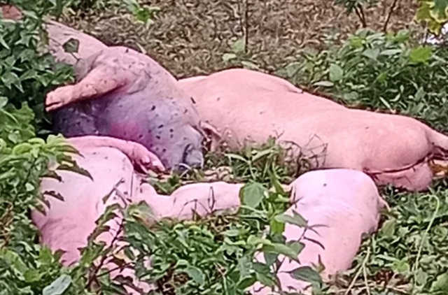 Dịch đang phức tạp, lợn chết vứt bừa bãi ở rừng trồng cao su- Ảnh 1.