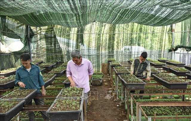 Điện Biên: Đưa cây dược liệu quý trở thành sản phẩm hàng hóa chủ lực của huyện Tuần Giáo- Ảnh 1.