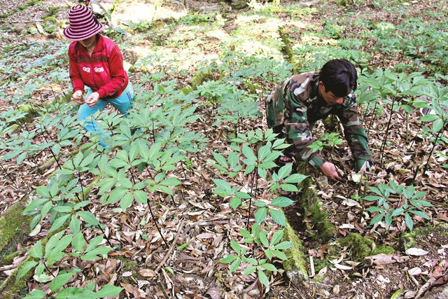 Nhiều chủ trương, chính sách hỗ trợ trồng và phát triển cây dược liệu ở Quảng Nam- Ảnh 3.