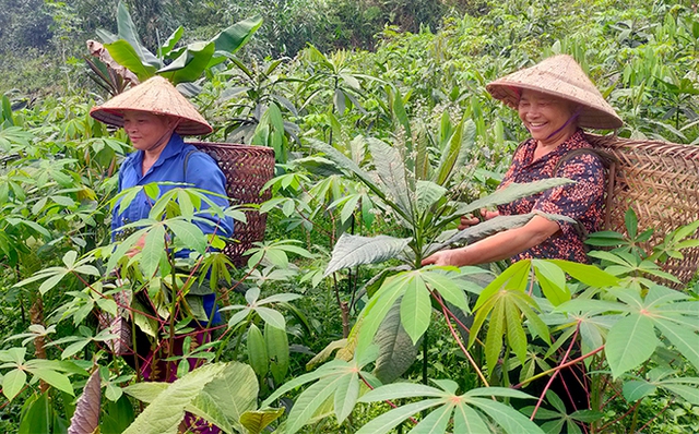 Yên Bái phấn đấu trồng 5.000 ha cây dược liệu phát triển ổn định vào năm 2025- Ảnh 1.