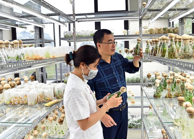 Việt Nam đã xây dựng được mạng lưới bảo tồn nguồn gen và giống cây thuốc trên cả nước- Ảnh 2.