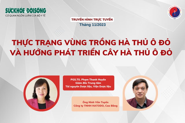 Truyền hình trực tuyến: Thực trạng vùng trồng hà thủ ô đỏ và hướng phát triển cây hà thủ ô đỏ- Ảnh 1.