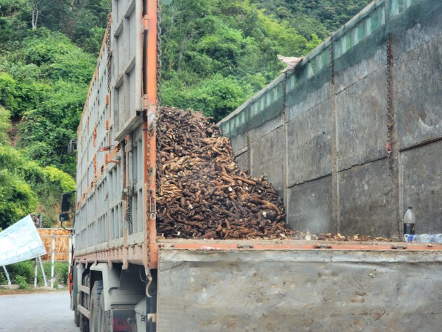 Người dân vùng biên phấn khởi vì sắn được mùa, giá cao- Ảnh 6.