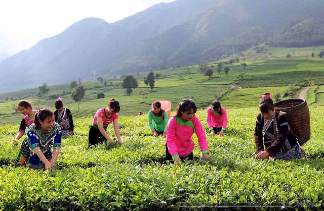 Lai Châu phát huy tiềm năng, lợi thế cây chè trong phát triển kinh tế- Ảnh 1.