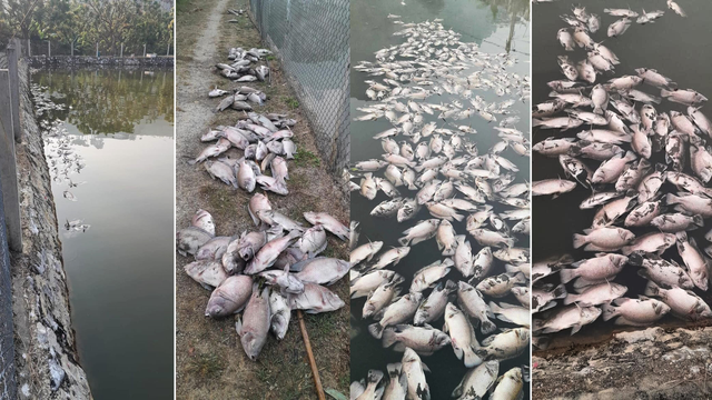 Thông tin mới nhất vụ cá chết hàng loạt tại Sơn La- Ảnh 3.