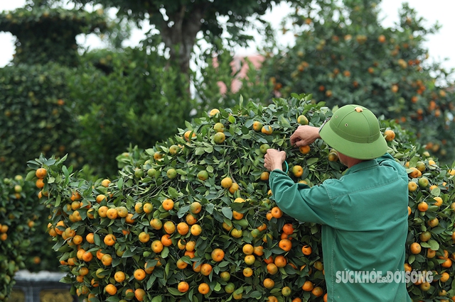 Quýt thỏi vàng mang tài lộc đến cho mọi nhà- Ảnh 5.