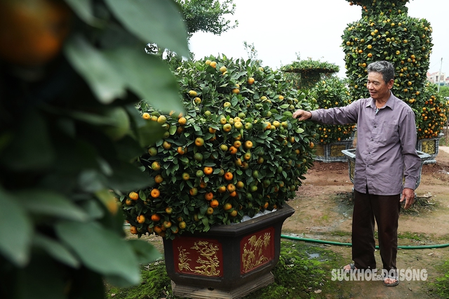 Quýt thỏi vàng mang tài lộc đến cho mọi nhà- Ảnh 4.