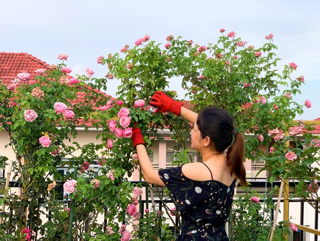 Cách trồng và chăm sóc để hoa hồng nở đẹp đúng Tết Nguyên đán Giáp Thìn 2024- Ảnh 2.