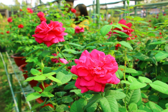 Cách trồng và chăm sóc để hoa hồng nở đẹp đúng Tết Nguyên đán Giáp Thìn 2024- Ảnh 1.