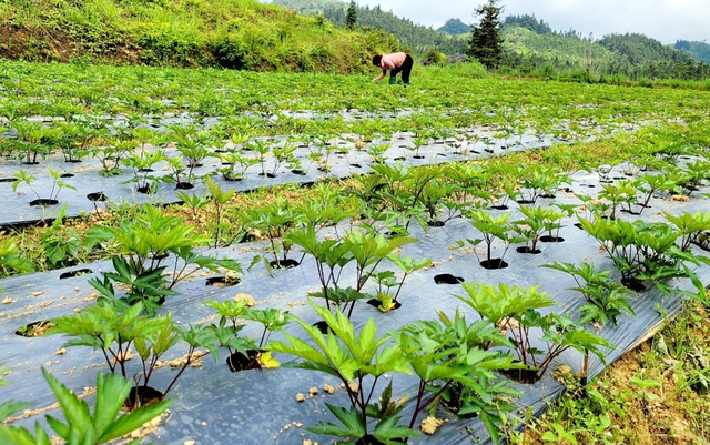 Nhiều gia đình dân tộc thiểu số có 'của ăn của để' nhờ trồng cây dược liệu- Ảnh 2.