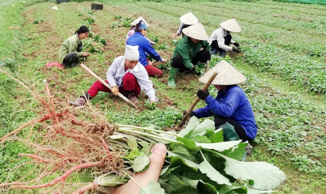 Nhiều gia đình dân tộc thiểu số có 'của ăn của để' nhờ trồng cây dược liệu- Ảnh 4.