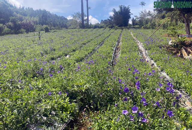 Dấu mốc mới trên chặng được gần 10 năm nỗ lực không ngừng trồng, chăm sóc dược liệu- Ảnh 3.