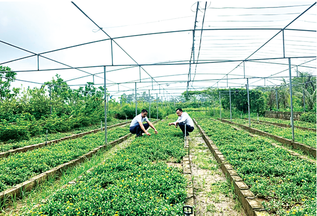 Đưa công ty phát triển lên tầm cao mới khi chuyển đổi từ cây lương thực sang trồng dược liệu- Ảnh 2.