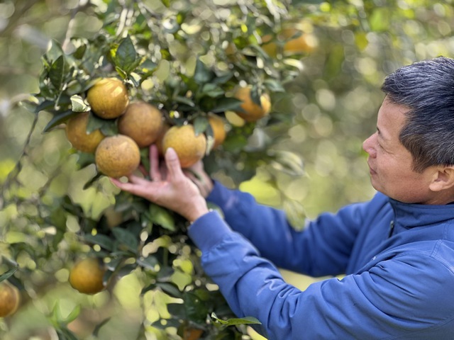 Thu tiền tỉ nhờ trồng cam đặc sản bán Tết- Ảnh 6.