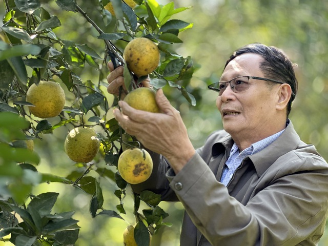 Thu tiền tỉ nhờ trồng cam đặc sản bán Tết- Ảnh 4.