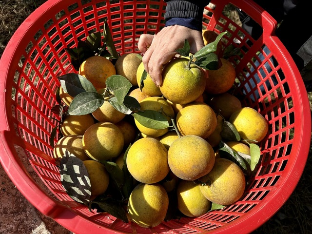 Thu tiền tỉ nhờ trồng cam đặc sản bán Tết- Ảnh 14.