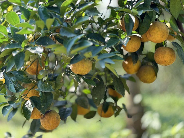 Thu tiền tỉ nhờ trồng cam đặc sản bán Tết- Ảnh 5.