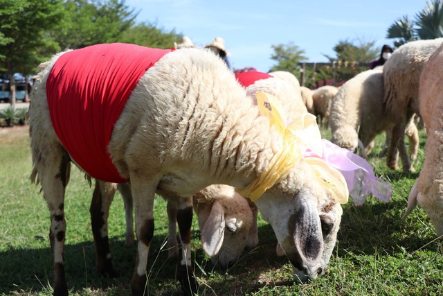 Độc đáo: Cừu diễu hành chào đón năm mới- Ảnh 3.