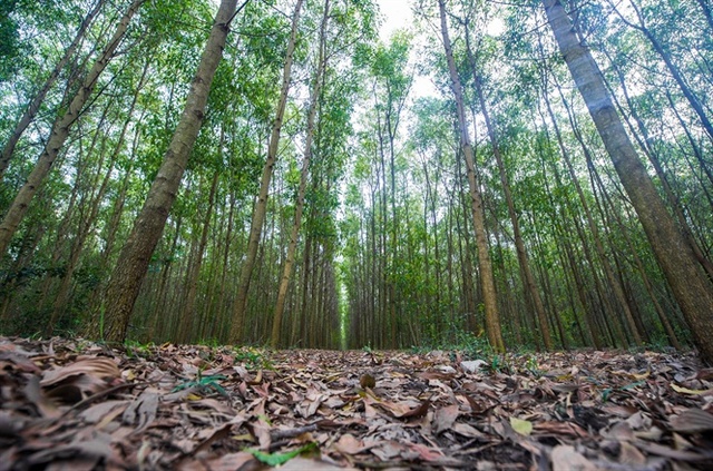 Việt Nam thu về triệu USD nhờ có rừng, làm gì để duy trì?- Ảnh 2.